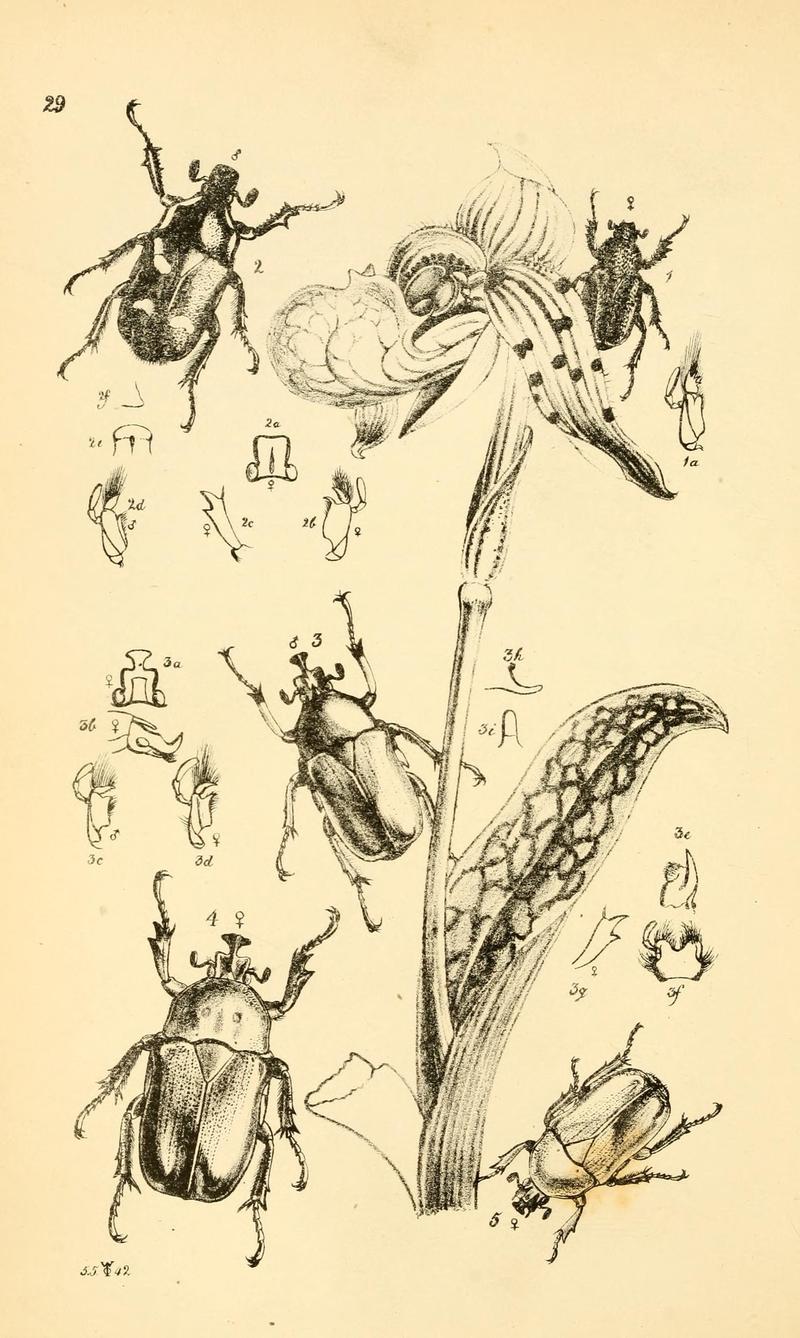 Arcana entomologica, or, Illustrations of new, rare, and interesting insects (Pl. 29) (6941161822)