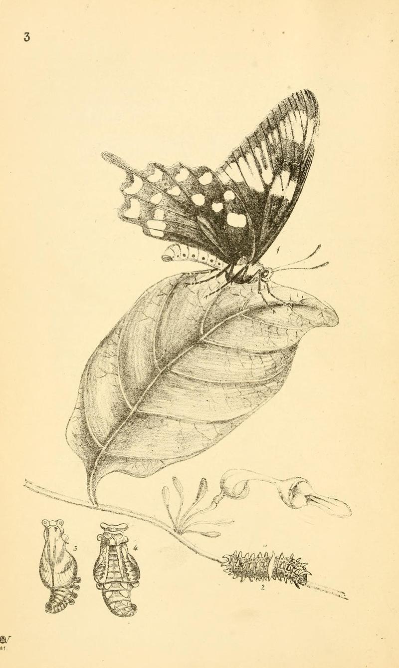 Arcana entomologica, or, Illustrations of new, rare, and interesting insects (Pl. 3) (7087214015)