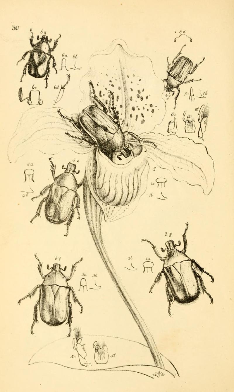 Arcana entomologica, or, Illustrations of new, rare, and interesting insects (Pl. 30) (6941162374)