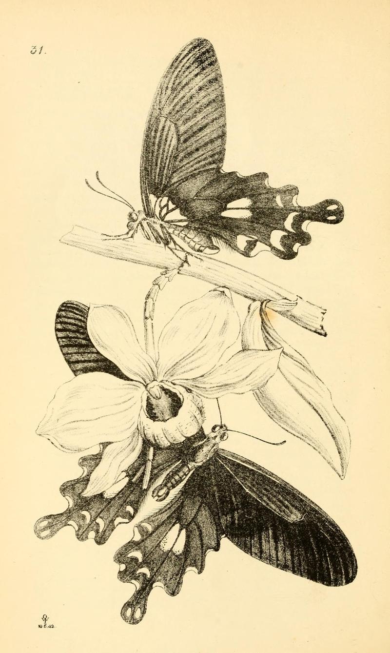 Arcana entomologica, or, Illustrations of new, rare, and interesting insects (Pl. 31) (7087233147)