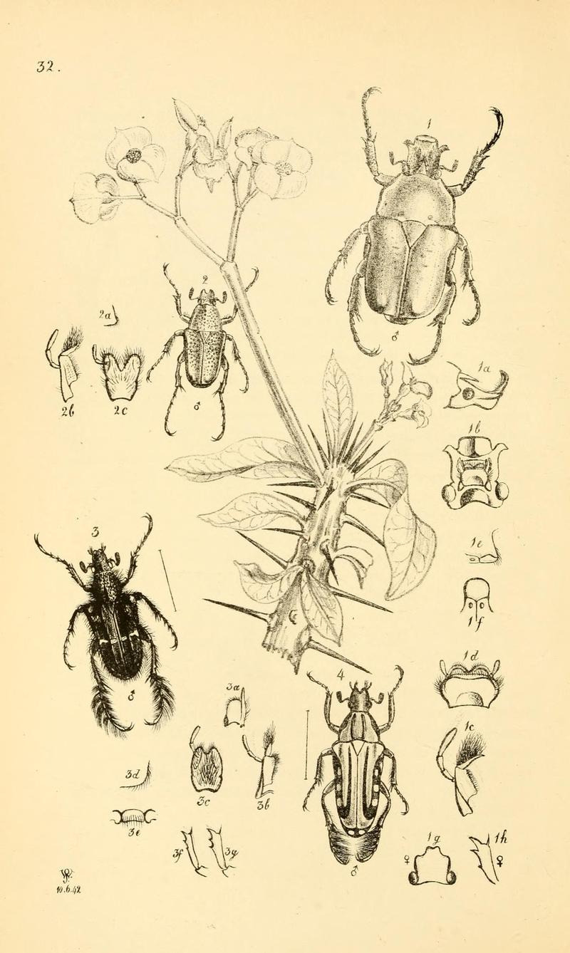 Arcana entomologica, or, Illustrations of new, rare, and interesting insects (Pl. 32) (6941163878)