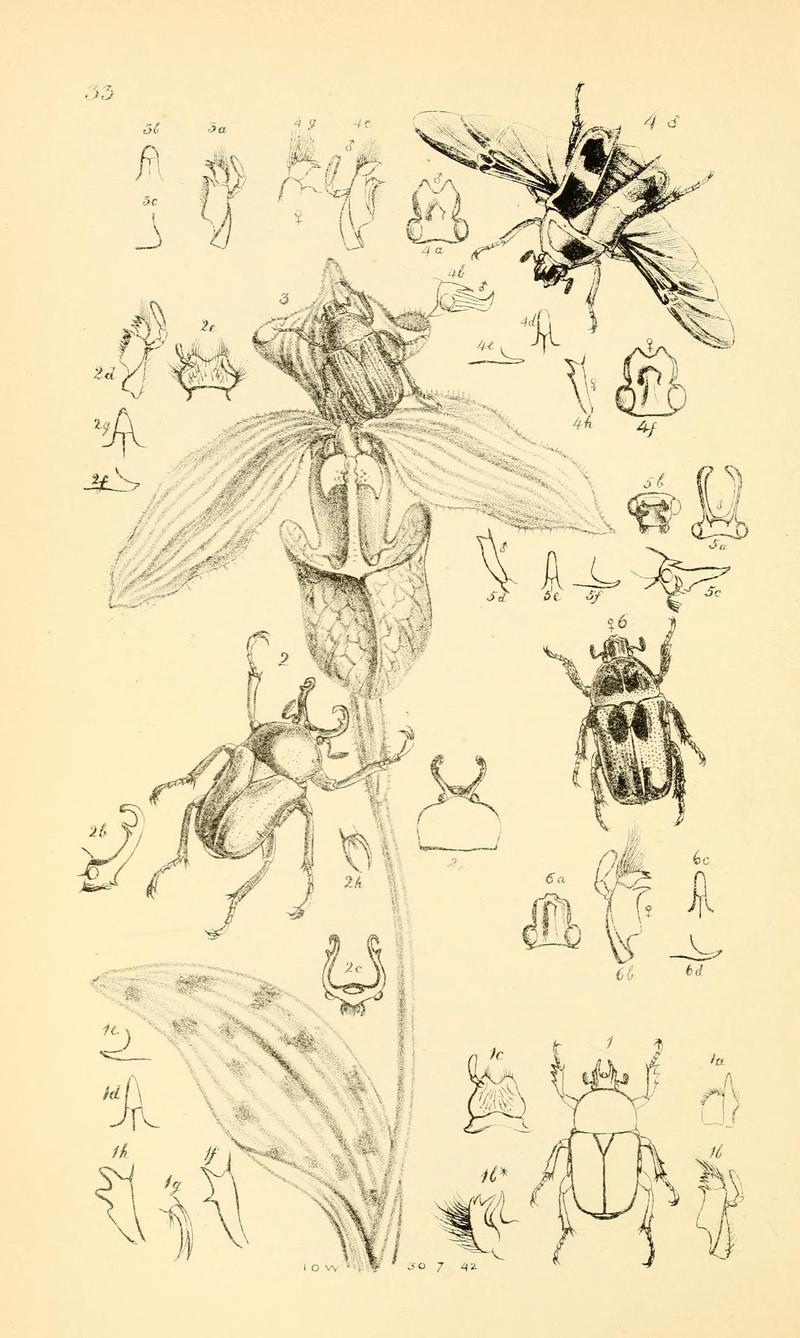Arcana entomologica, or, Illustrations of new, rare, and interesting insects (Pl. 33) (7087234619)