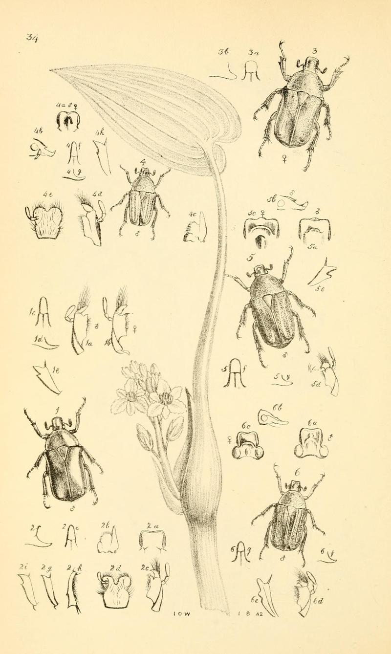 Arcana entomologica, or, Illustrations of new, rare, and interesting insects (Pl. 34) (7087235125)