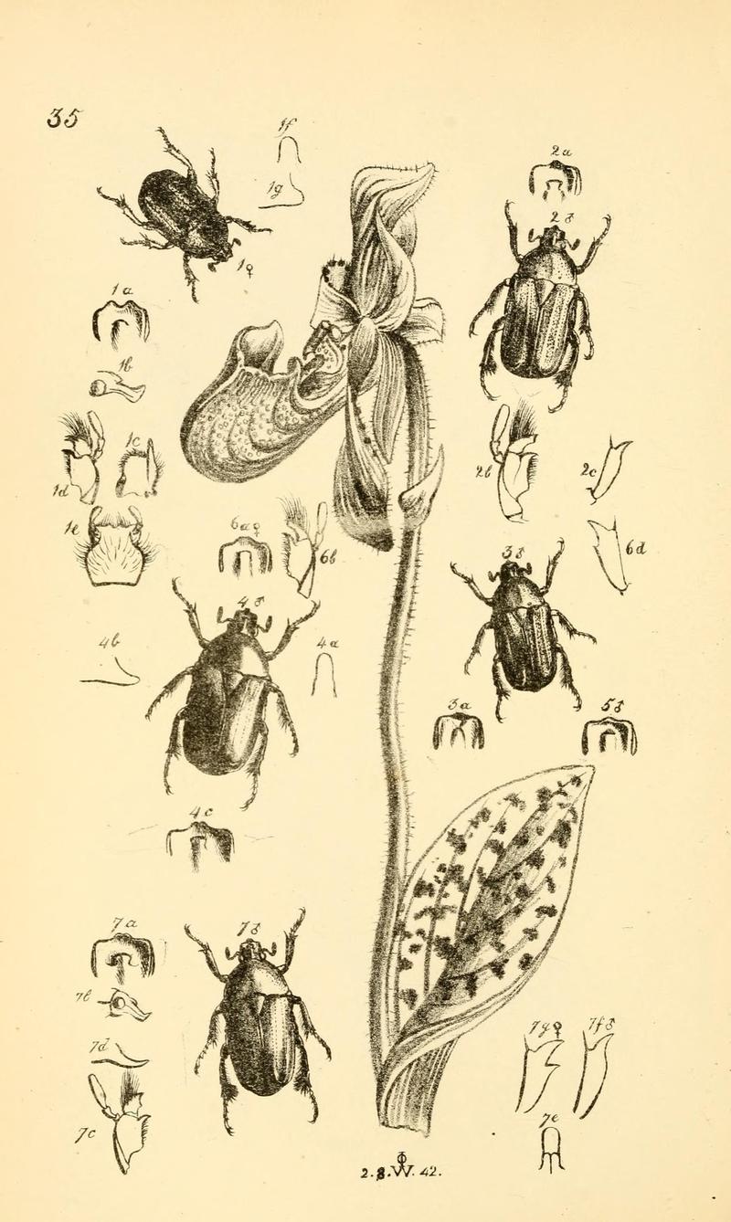 Arcana entomologica, or, Illustrations of new, rare, and interesting insects (Pl. 35) (7087235947)
