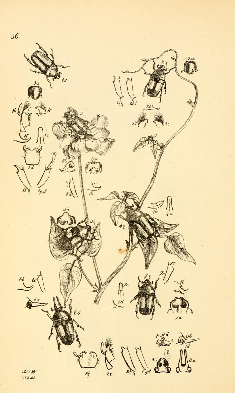 Arcana entomologica, or, Illustrations of new, rare, and interesting insects (Pl. 36) (6941166646)