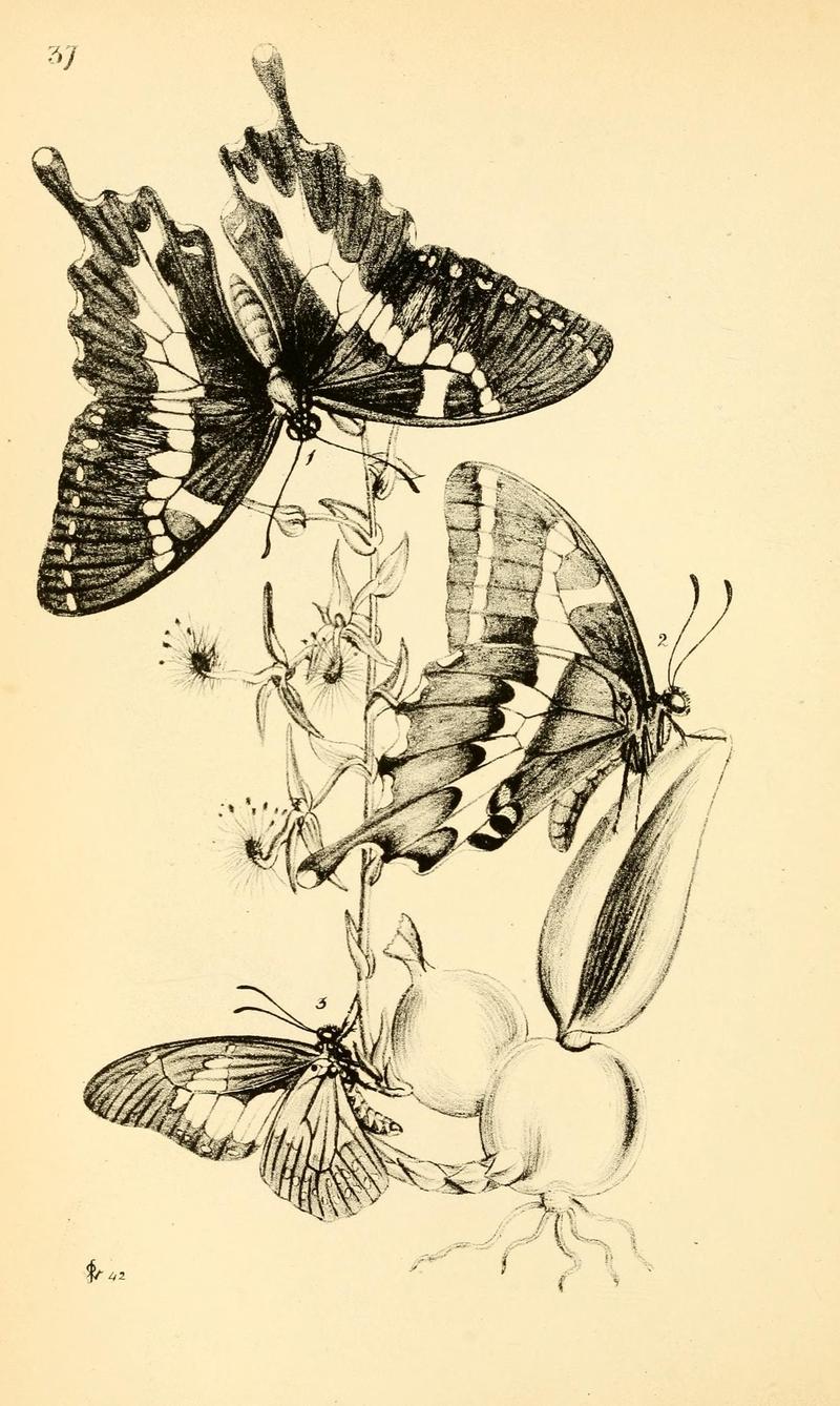 Arcana entomologica, or, Illustrations of new, rare, and interesting insects (Pl. 37) (7087237363)