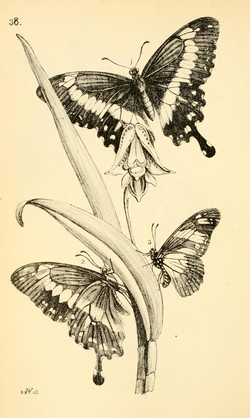 Arcana entomologica, or, Illustrations of new, rare, and interesting insects (Pl. 38) (6941168044)