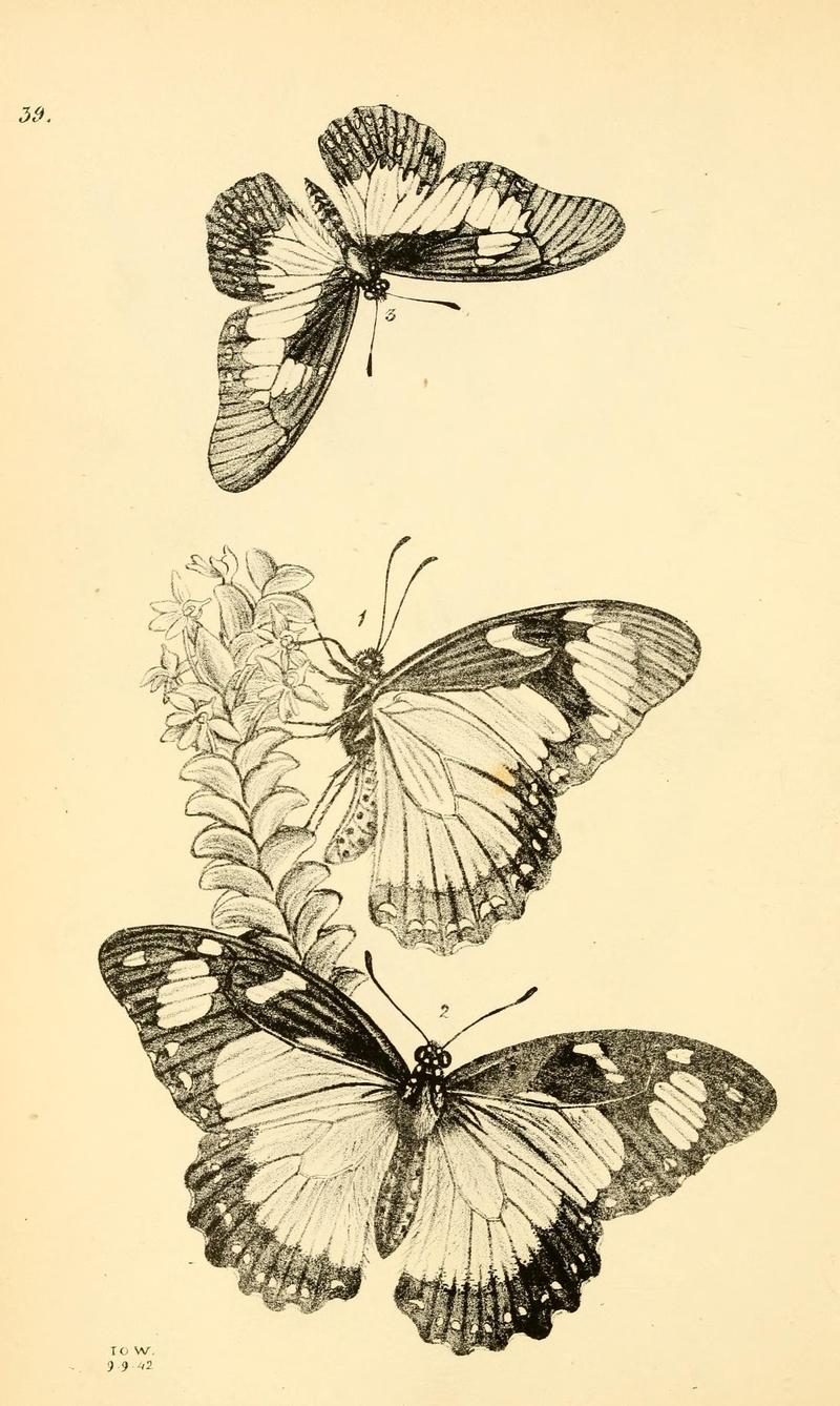 Arcana entomologica, or, Illustrations of new, rare, and interesting insects (Pl. 39) (7087238647)