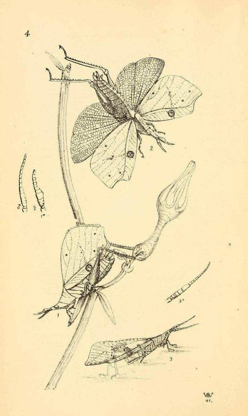 Arcana entomologica, or, Illustrations of new, rare, and interesting insects (Pl. 4) (7087214661)