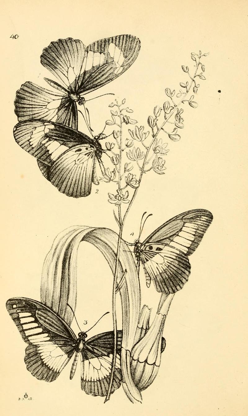 Arcana entomologica, or, Illustrations of new, rare, and interesting insects (Pl. 40) (6941169528)