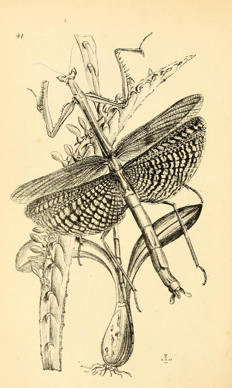 Arcana entomologica, or, Illustrations of new, rare, and interesting insects (Pl. 41) (6941170730)