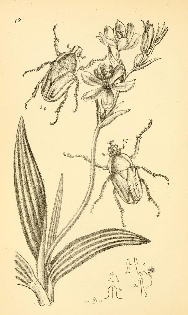 Arcana entomologica, or, Illustrations of new, rare, and interesting insects (Pl. 42) (6941171394)