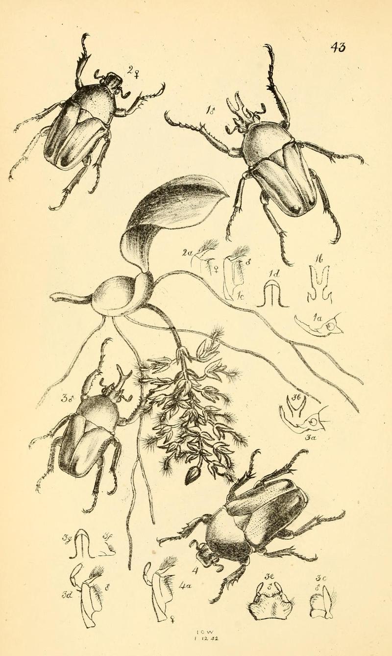 Arcana entomologica, or, Illustrations of new, rare, and interesting insects (Pl. 43) (7087241845)