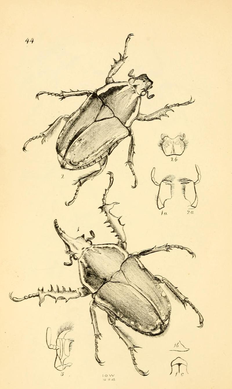 Arcana entomologica, or, Illustrations of new, rare, and interesting insects (Pl. 44) (7087242469)
