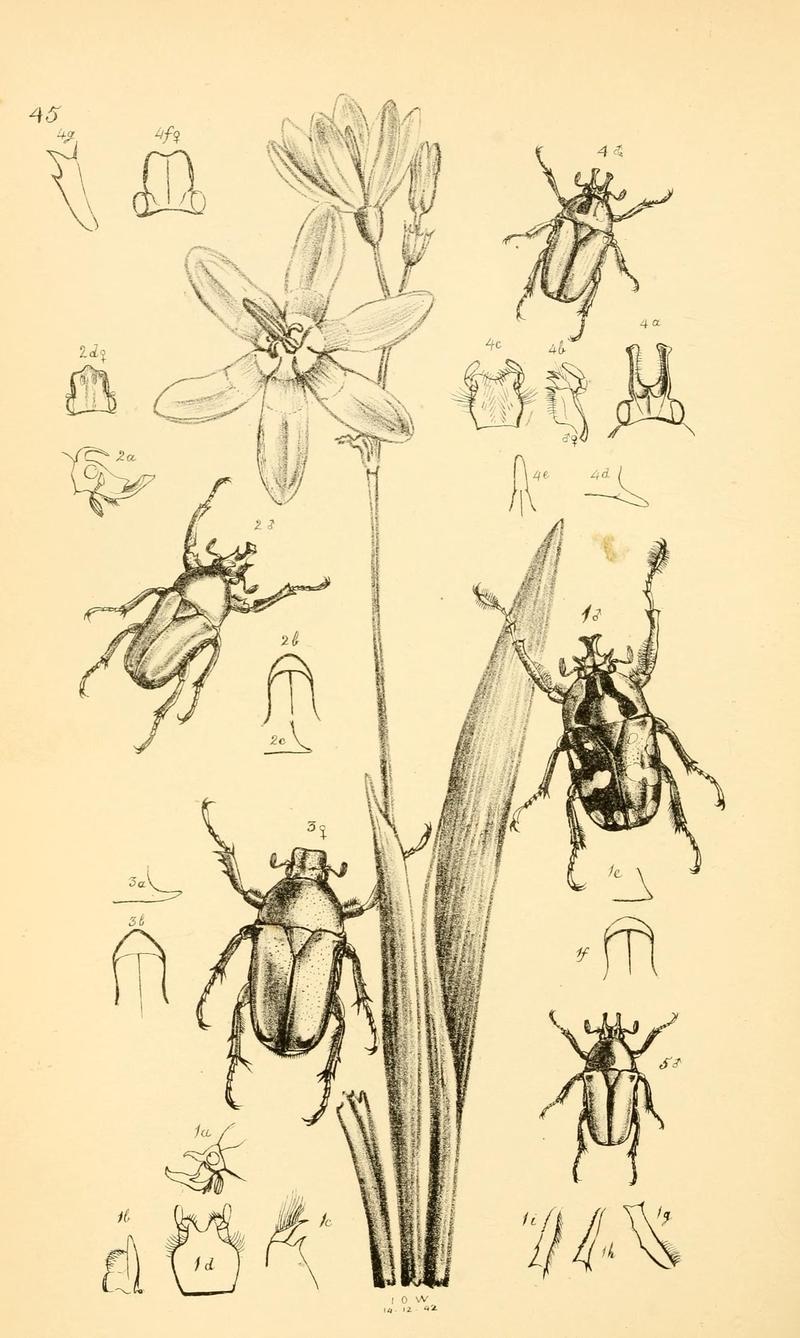 Arcana entomologica, or, Illustrations of new, rare, and interesting insects (Pl. 45) (6941173270)