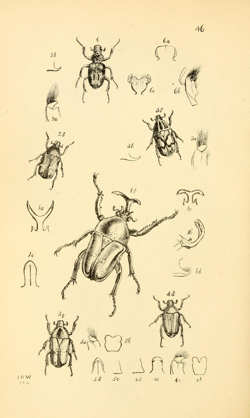 Arcana entomologica, or, Illustrations of new, rare, and interesting insects (Pl. 46) (6941173914)