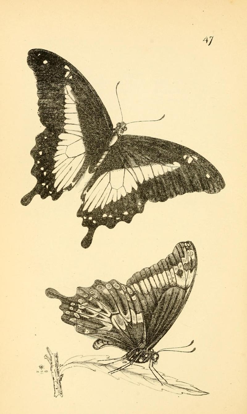 Arcana entomologica, or, Illustrations of new, rare, and interesting insects (Pl. 47) (6941174618)
