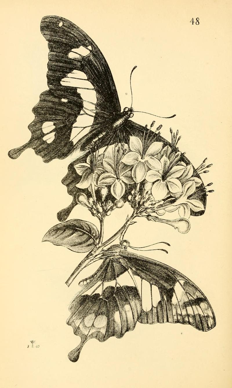 Arcana entomologica, or, Illustrations of new, rare, and interesting insects (Pl. 48) (6941175462)