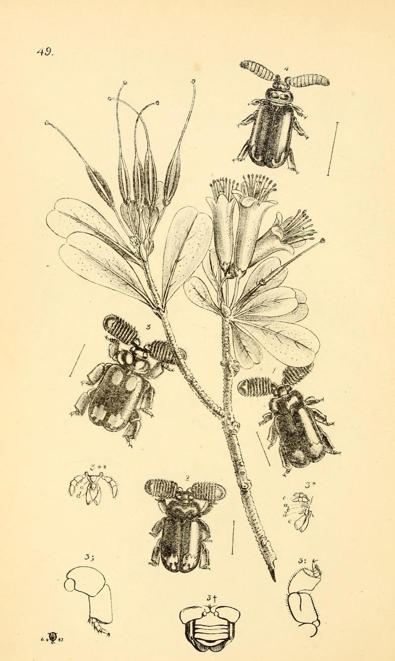 Arcana entomologica, or, Illustrations of new, rare, and interesting insects (Pl. 49) (6941176222)