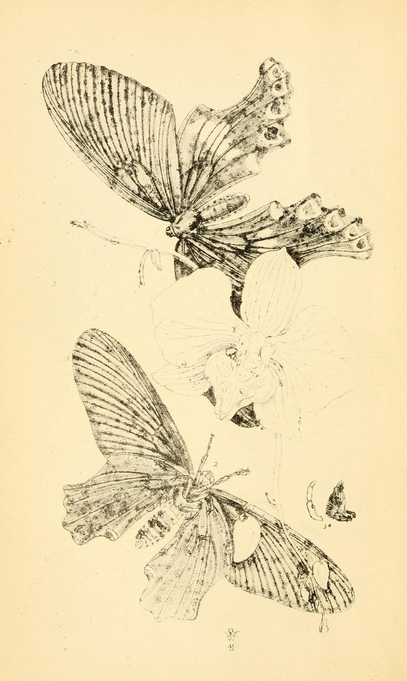 Arcana entomologica, or, Illustrations of new, rare, and interesting insects (Pl. 5) (6941145616)