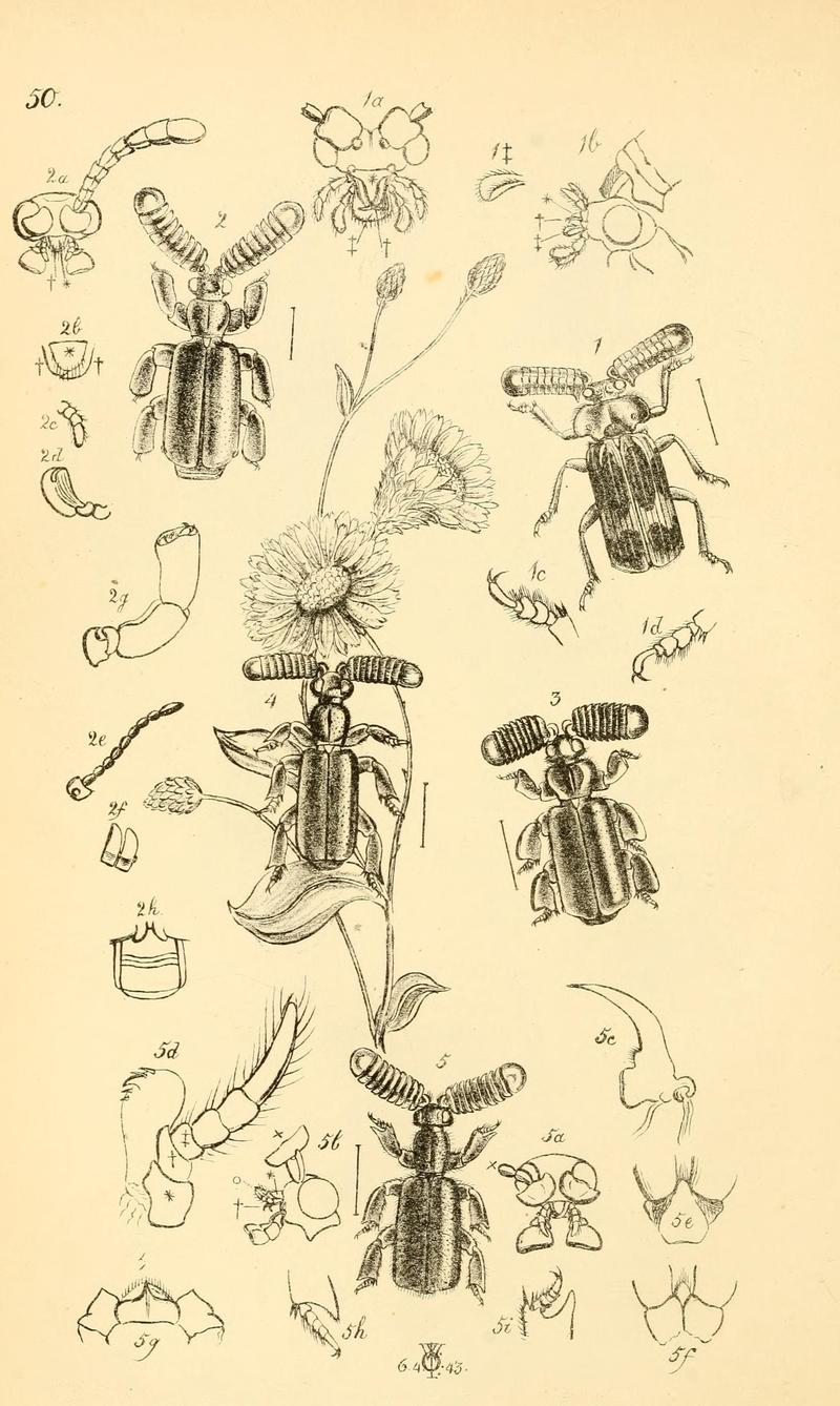 Arcana entomologica, or, Illustrations of new, rare, and interesting insects (Pl. 50) (7087246801)