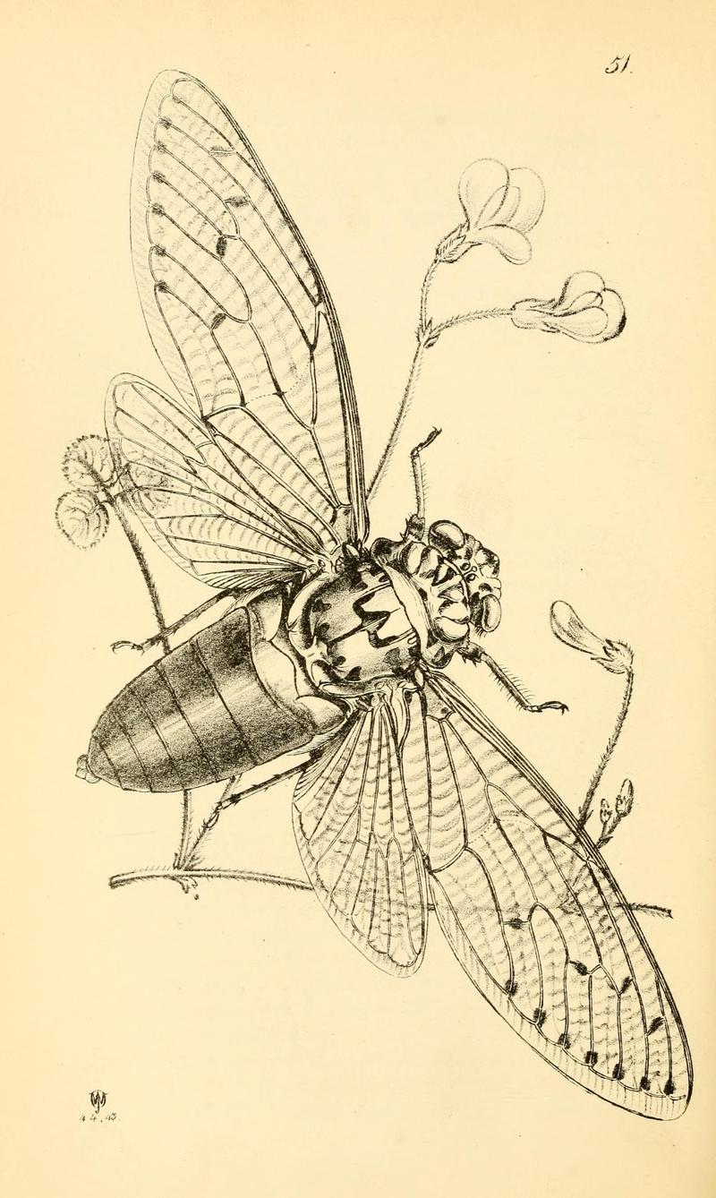 Arcana entomologica, or, Illustrations of new, rare, and interesting insects (Pl. 51) (7087247589)