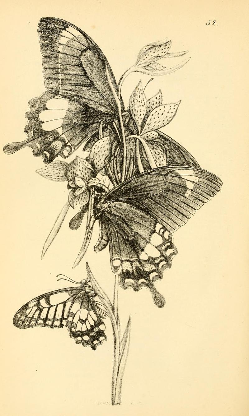 Arcana entomologica, or, Illustrations of new, rare, and interesting insects (Pl. 52) (7087248263)