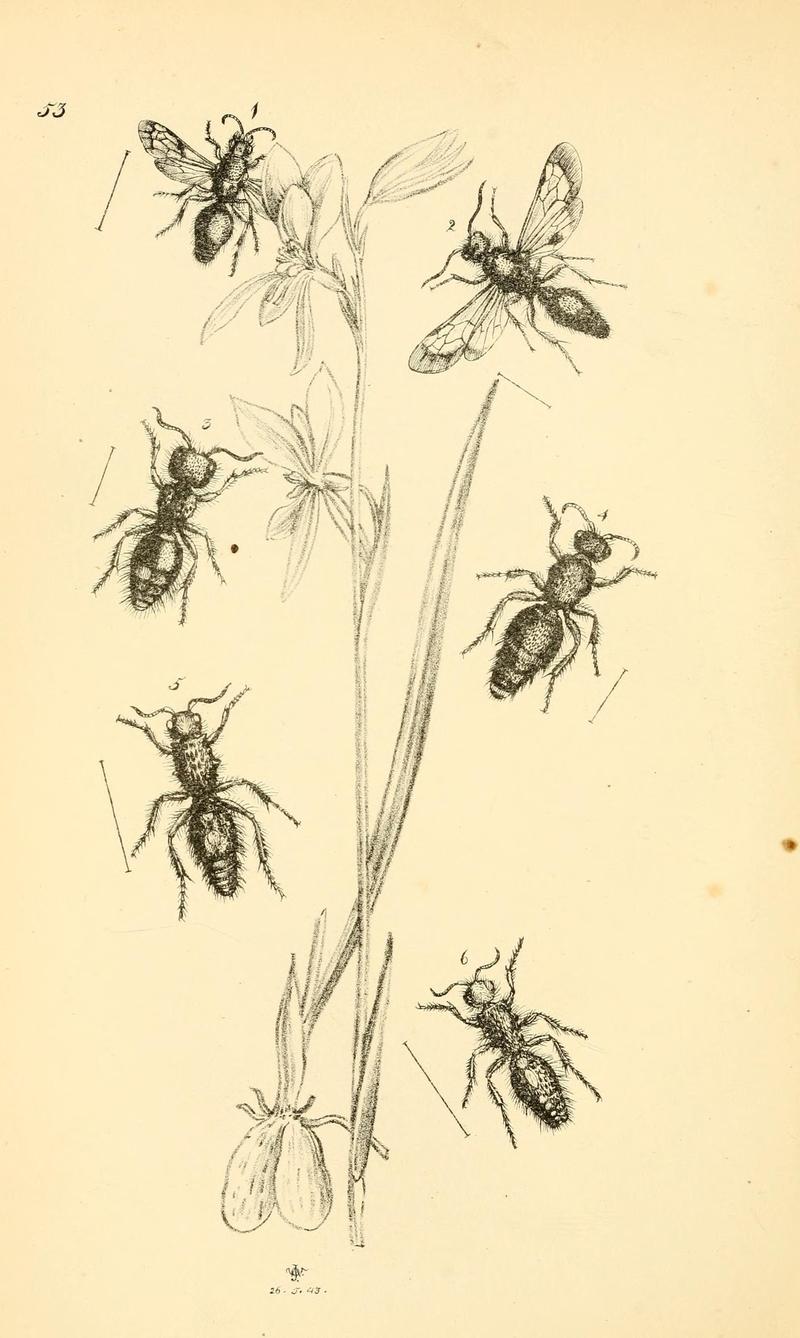 Arcana entomologica, or, Illustrations of new, rare, and interesting insects (Pl. 53) (7087248951)