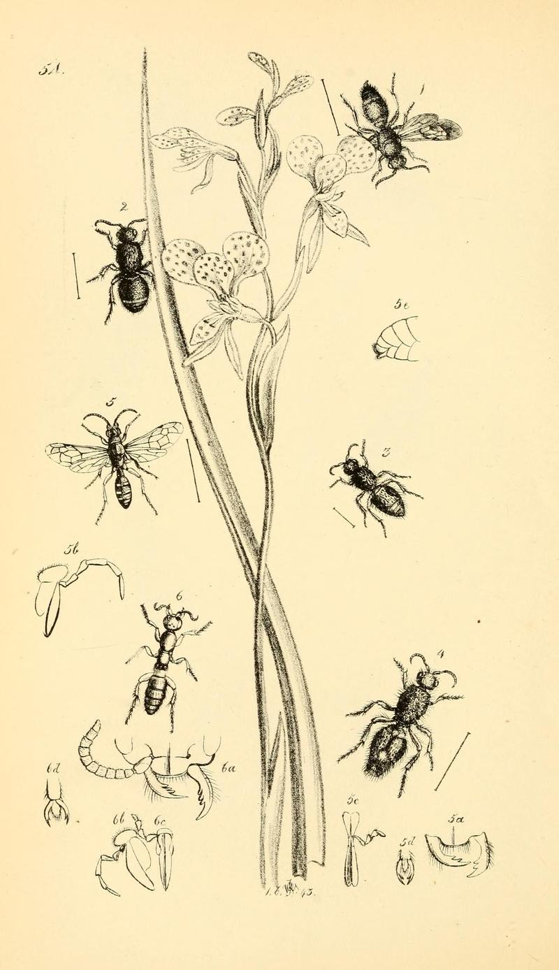 Arcana entomologica, or, Illustrations of new, rare, and interesting insects (Pl. 54) (7087249463)