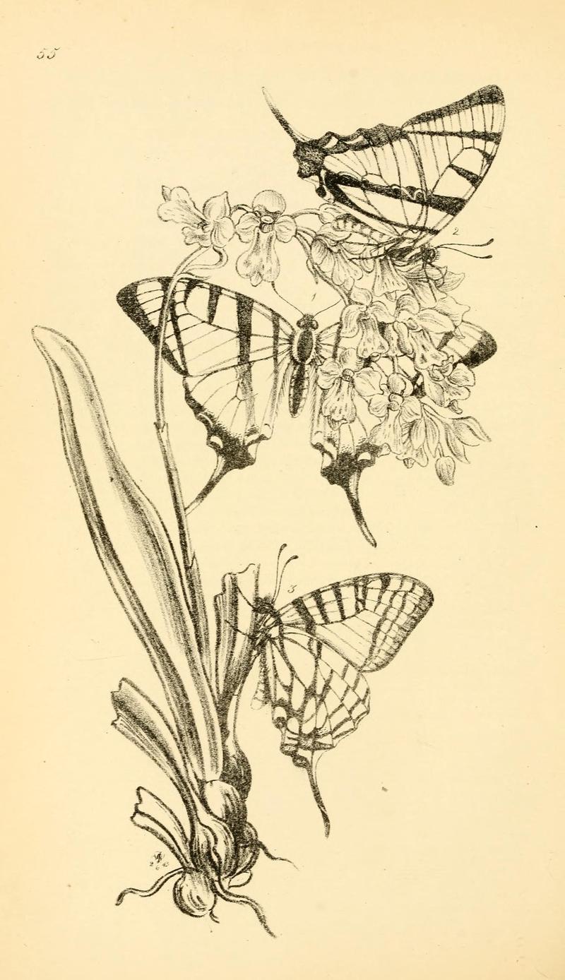Arcana entomologica, or, Illustrations of new, rare, and interesting insects (Pl. 55) (7087250223)