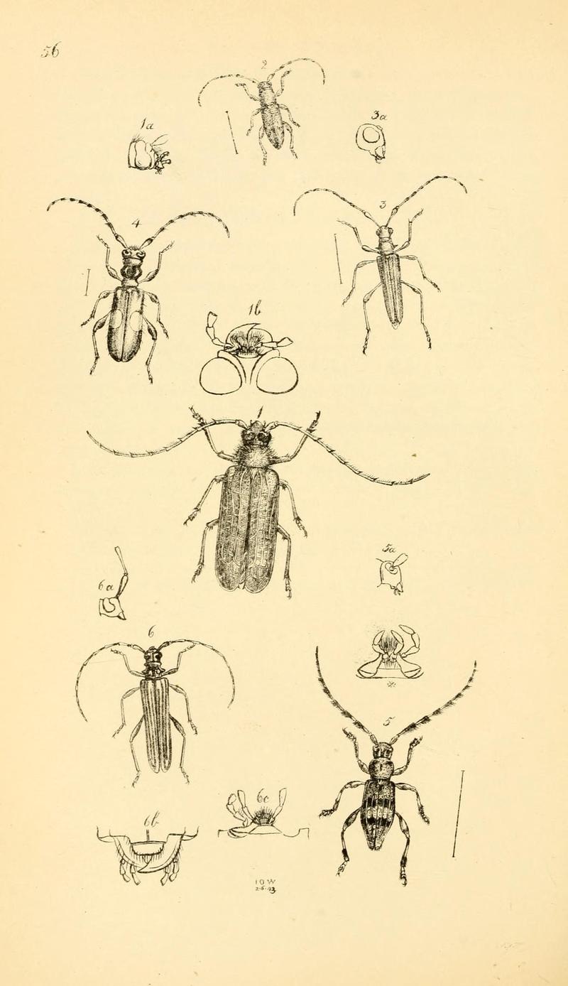 Arcana entomologica, or, Illustrations of new, rare, and interesting insects (Pl. 56) (7087250819)