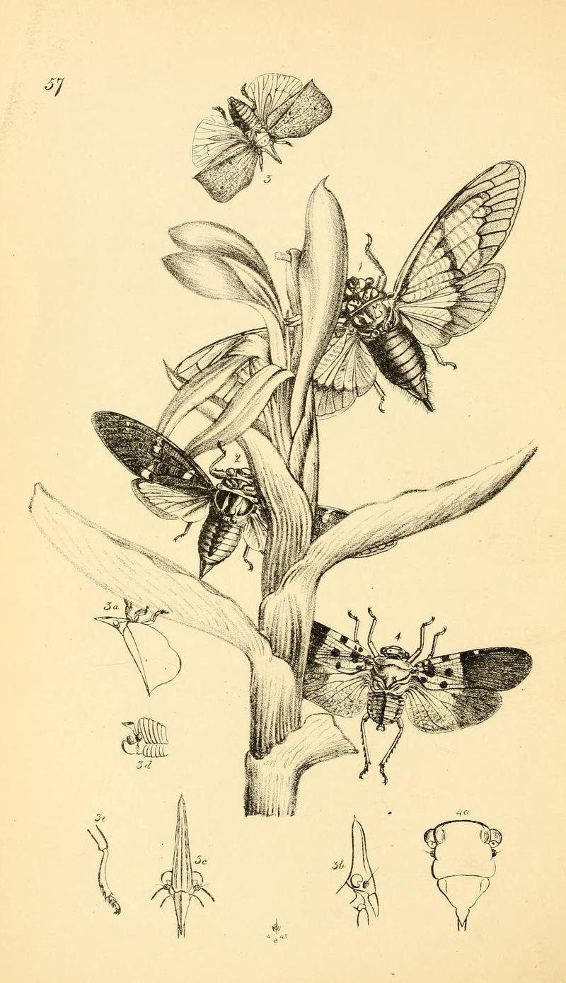 Arcana entomologica, or, Illustrations of new, rare, and interesting insects (Pl. 57) (7087251475)