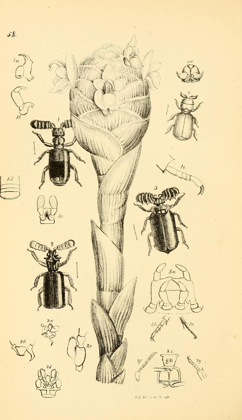 Arcana entomologica, or, Illustrations of new, rare, and interesting insects (Pl. 58) (6941182382)