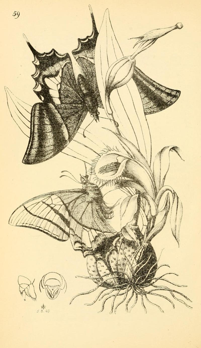 Arcana entomologica, or, Illustrations of new, rare, and interesting insects (Pl. 59) (6941183152)