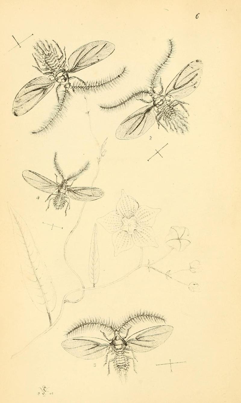 Arcana entomologica, or, Illustrations of new, rare, and interesting insects (Pl. 6) (6941146212)