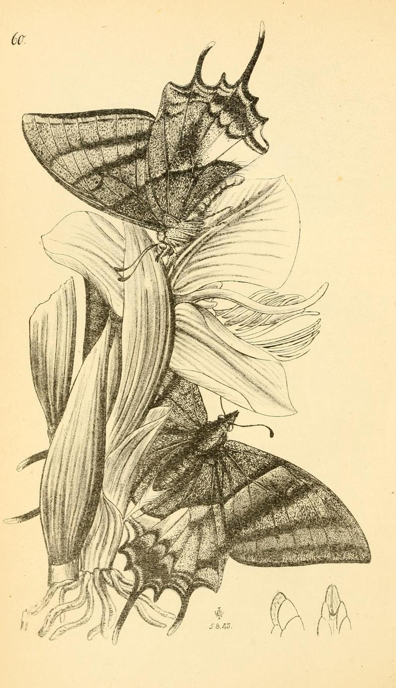 Arcana entomologica, or, Illustrations of new, rare, and interesting insects (Pl. 60) (6941183966)