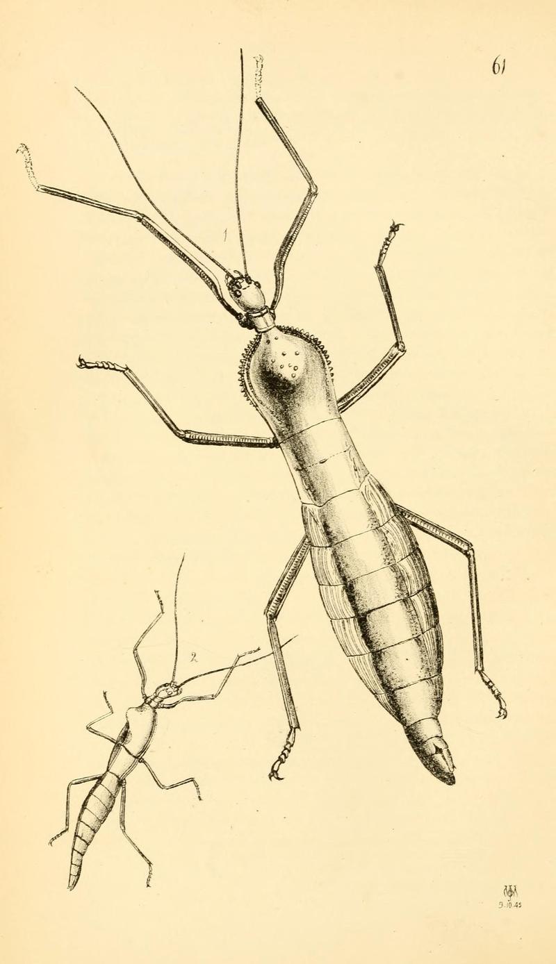 Arcana entomologica, or, Illustrations of new, rare, and interesting insects (Pl. 61) (7087254551)