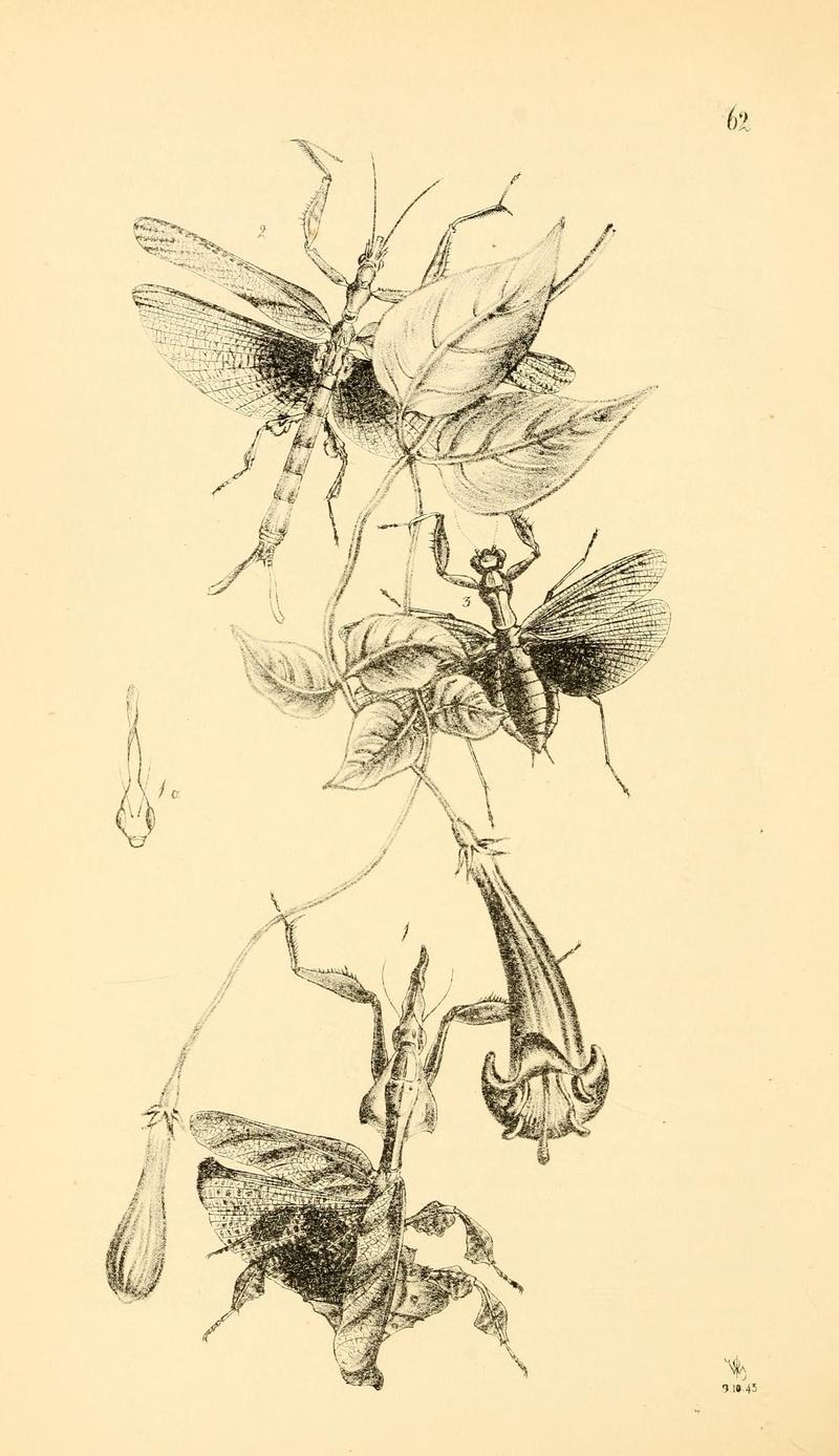 Arcana entomologica, or, Illustrations of new, rare, and interesting insects (Pl. 62) (7087255079)