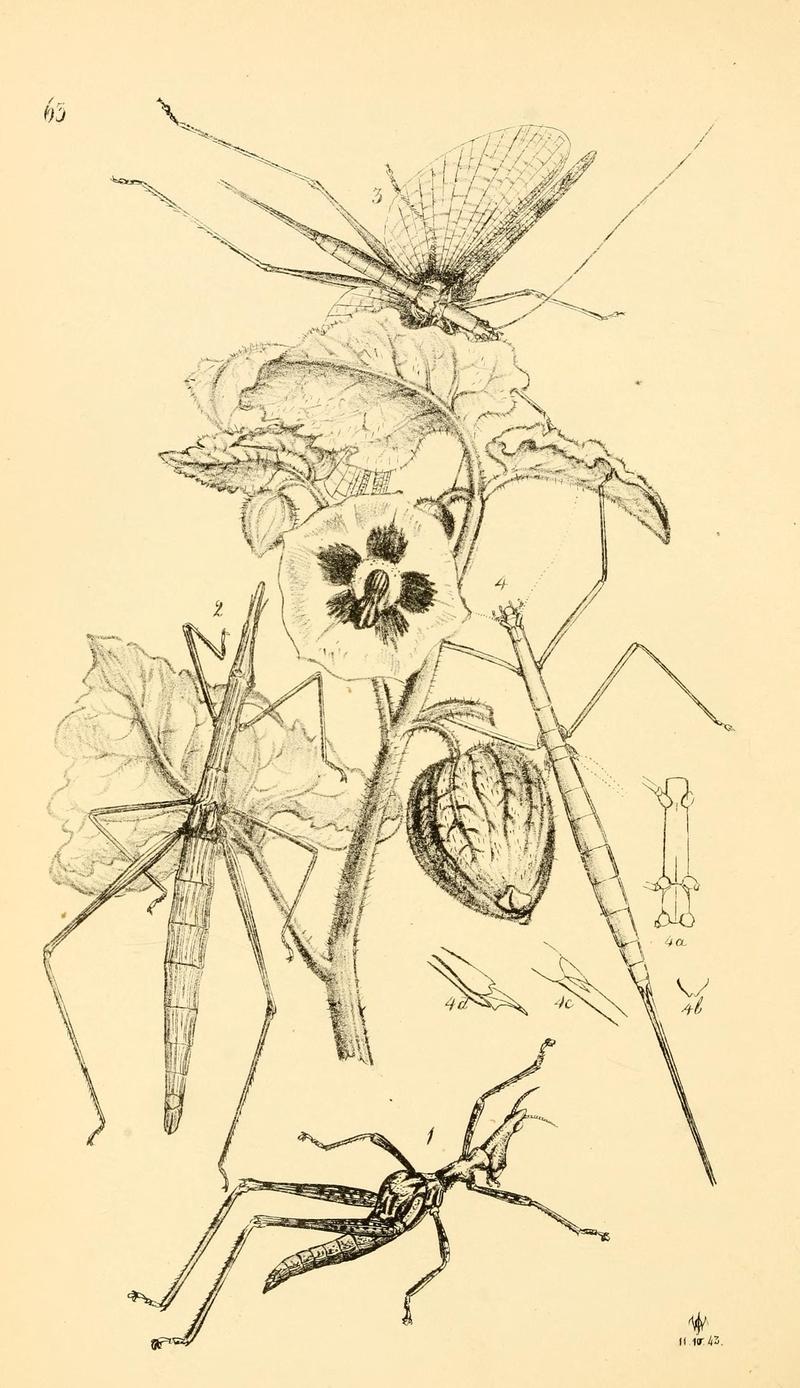 Arcana entomologica, or, Illustrations of new, rare, and interesting insects (Pl. 63) (6941185798)