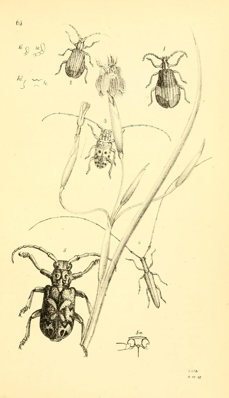Arcana entomologica, or, Illustrations of new, rare, and interesting insects (Pl. 64) (6941186550)