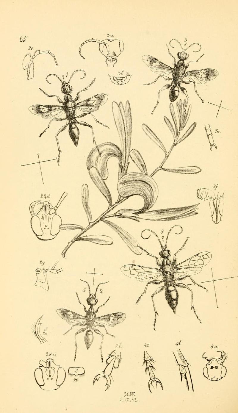 Arcana entomologica, or, Illustrations of new, rare, and interesting insects (Pl. 65) (7087256887)