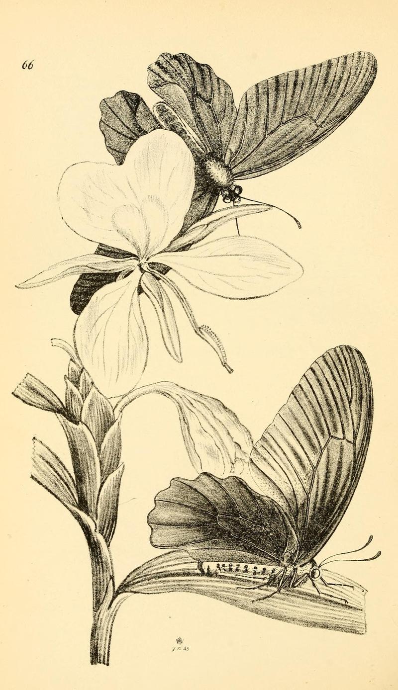 Arcana entomologica, or, Illustrations of new, rare, and interesting insects (Pl. 66) (7087257495)