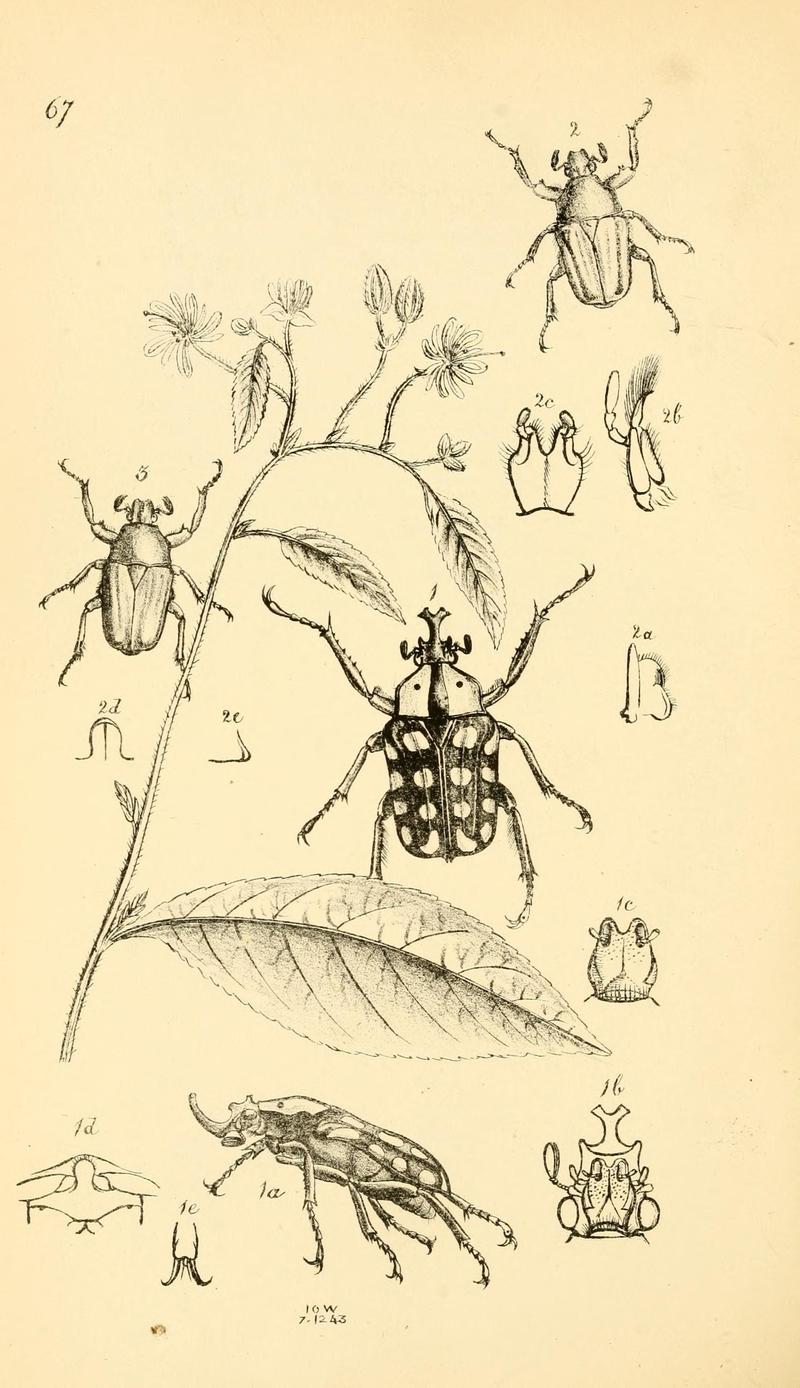 Arcana entomologica, or, Illustrations of new, rare, and interesting insects (Pl. 67) (6941188554)
