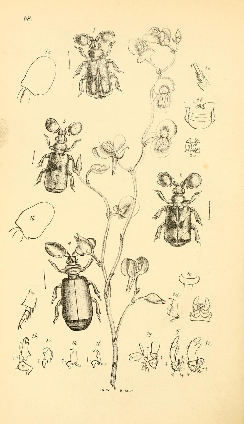 Arcana entomologica, or, Illustrations of new, rare, and interesting insects (Pl. 68) (7087258877)