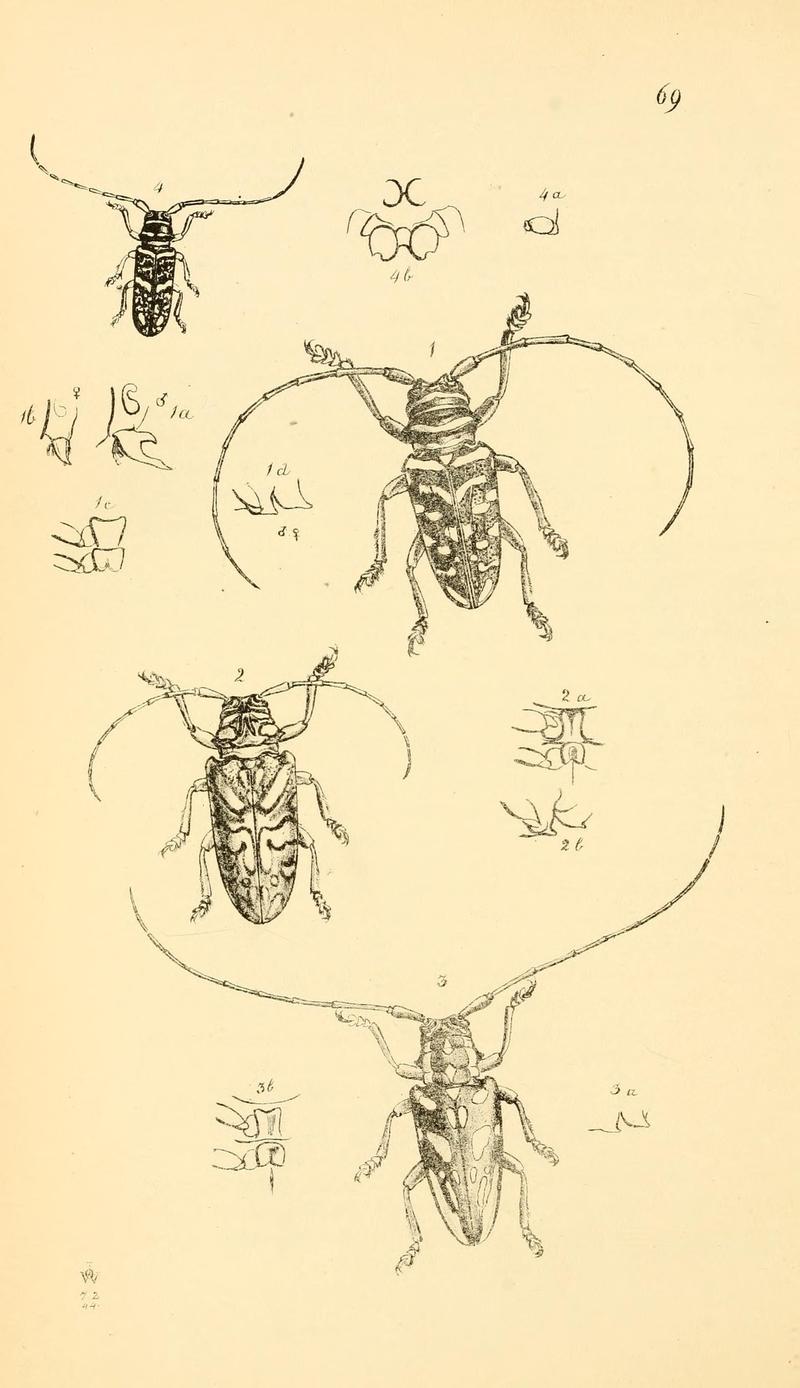 Arcana entomologica, or, Illustrations of new, rare, and interesting insects (Pl. 69) (7087260493)