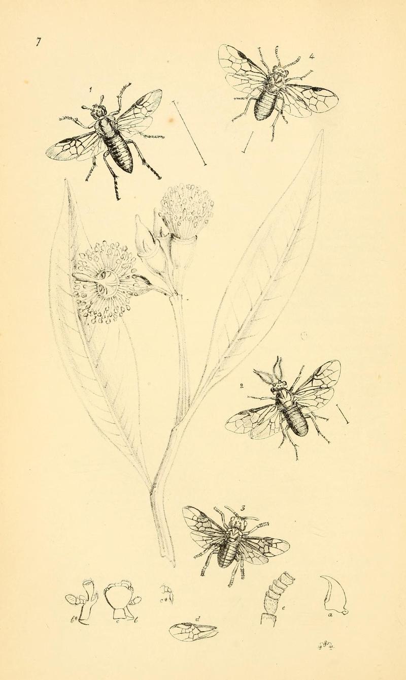 Arcana entomologica, or, Illustrations of new, rare, and interesting insects (Pl. 7) (6941146716)