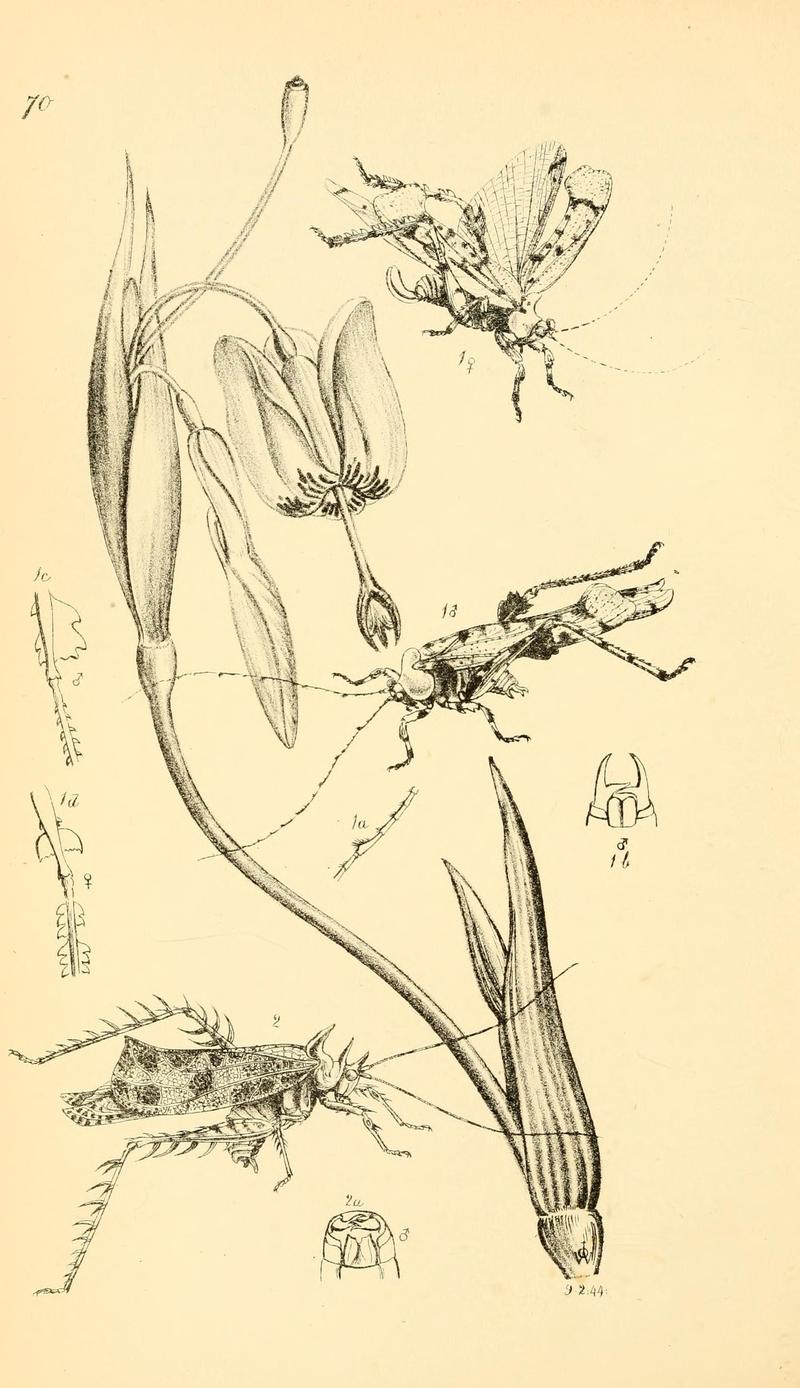Arcana entomologica, or, Illustrations of new, rare, and interesting insects (Pl. 70) (6941191500)