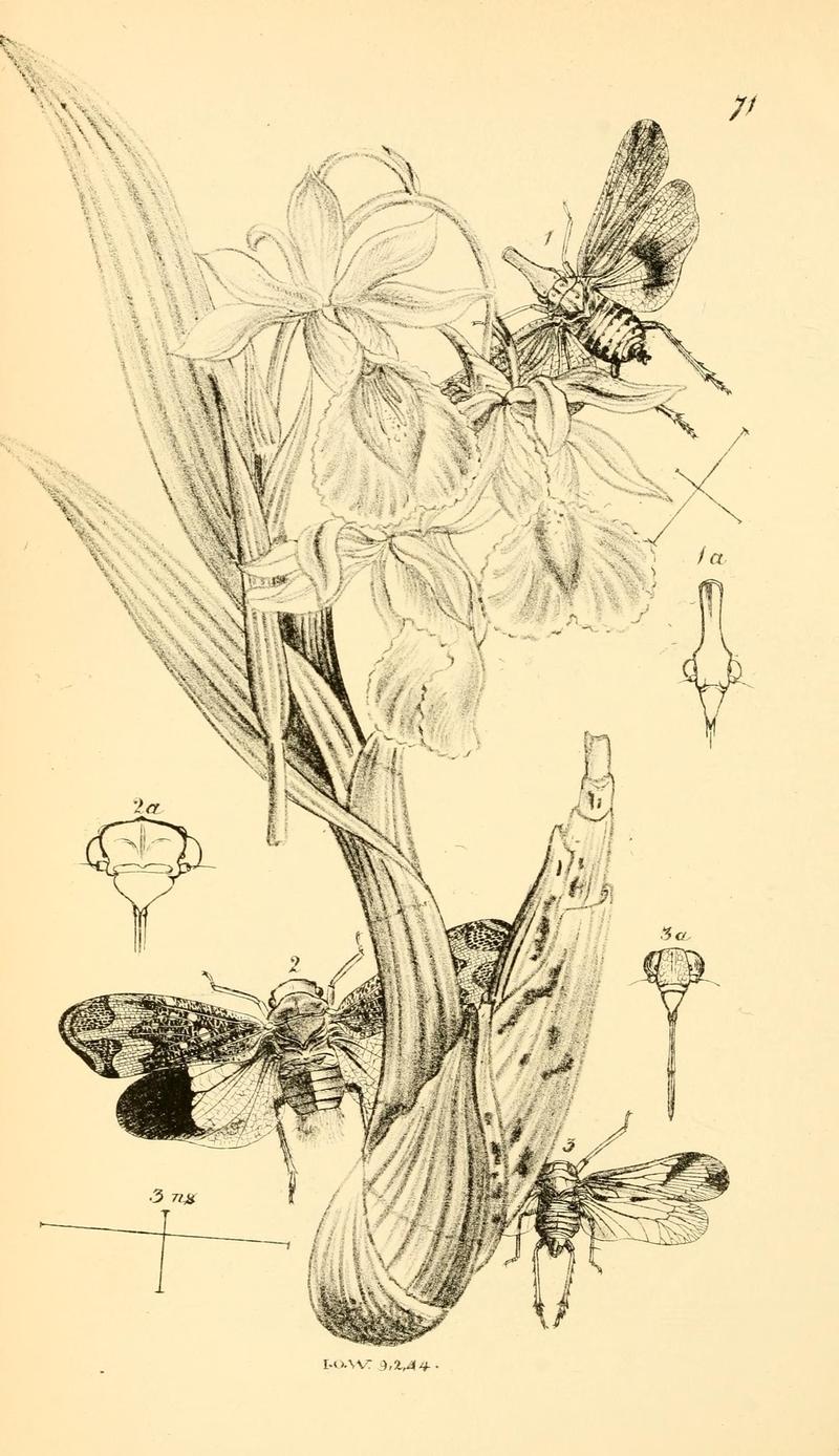 Arcana entomologica, or, Illustrations of new, rare, and interesting insects (Pl. 71) (7087261967)