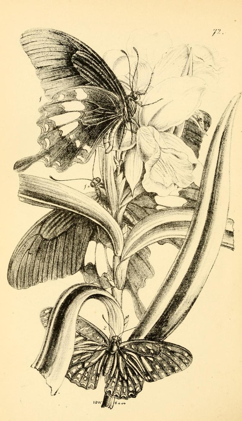 Arcana entomologica, or, Illustrations of new, rare, and interesting insects (Pl. 72) (7087262857)