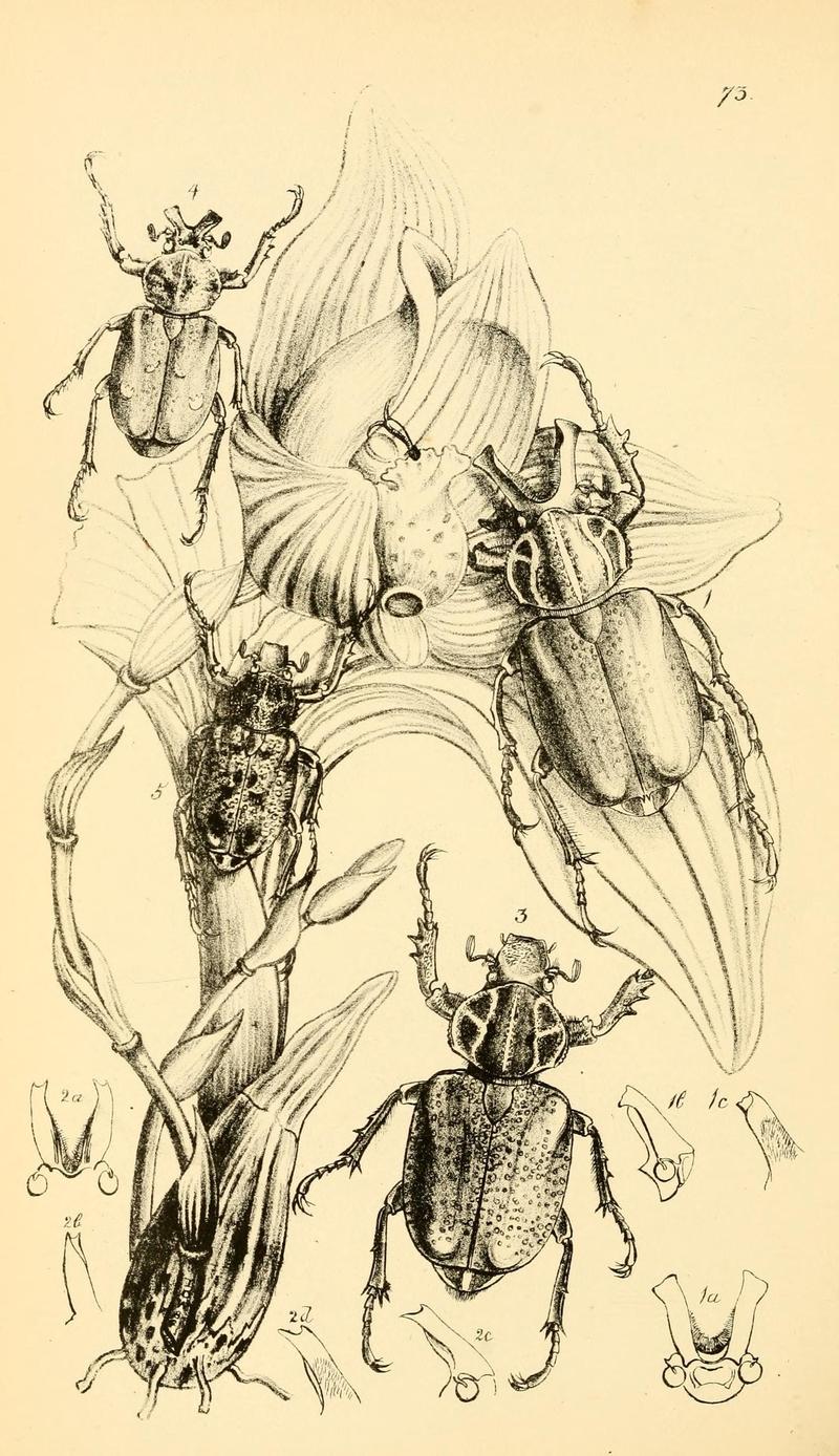 Arcana entomologica, or, Illustrations of new, rare, and interesting insects (Pl. 73) (6941193794)
